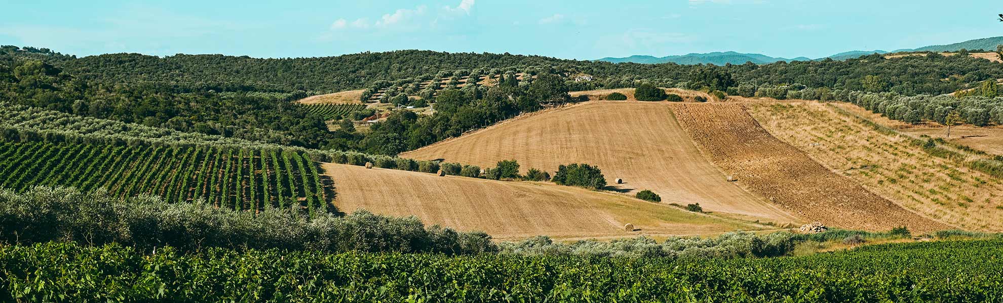 Uno straordinario paesaggio estivo della tenuta di Agricola Il Ponte - Capalbio