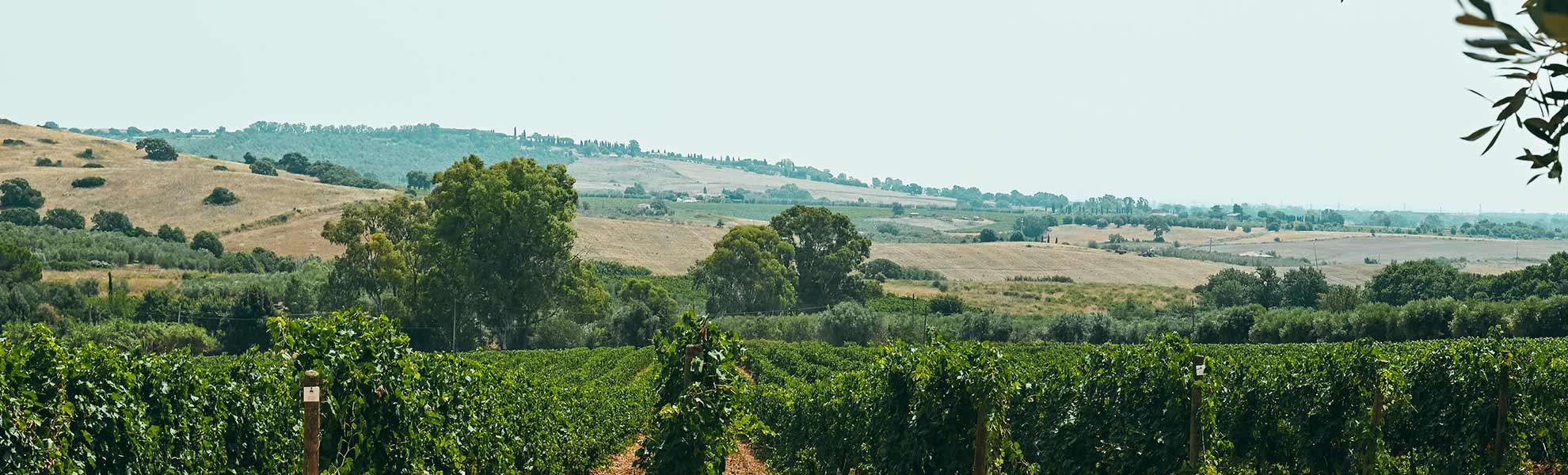 Un paesaggio dei vitigni e delle campagne maremmane circostanti alla tenuta di Agricola Il Ponte - Caplbio