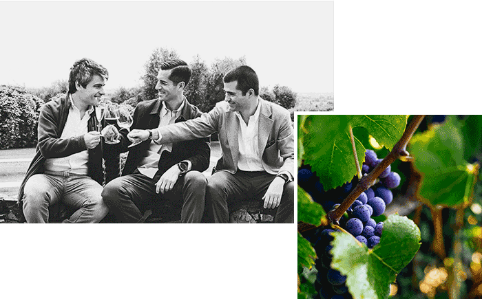 Un'immagine descrittiva della famiglia D'Amico, un particolare della vigna dell'azienda Agricola il Ponte