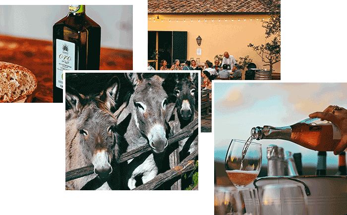 Panoramica di alcune vedute della tenuta e del casale, con i suoi animali, i suoi prodotti e l'agriturismo