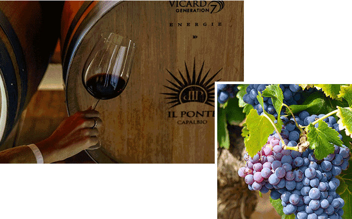 Un'immagine rappresentativa della produzione vinicola di Agricola il Ponte, una coppa di vino rosso, strutturato con lo sfondo di una delle barrique delle cantina