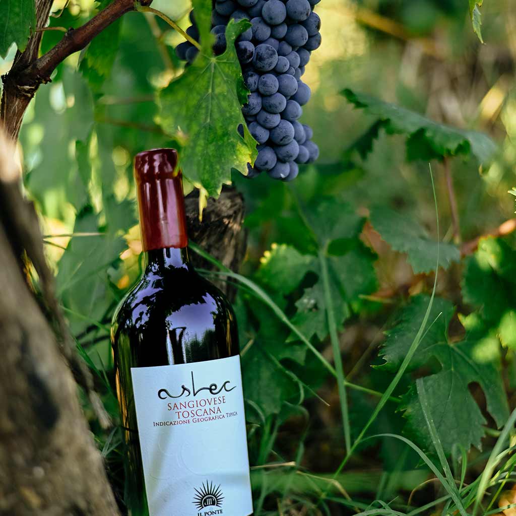 Bottigli di Vino Asle Capalbio DOC nel un contesto agreste della vigna di Agricola il Ponte