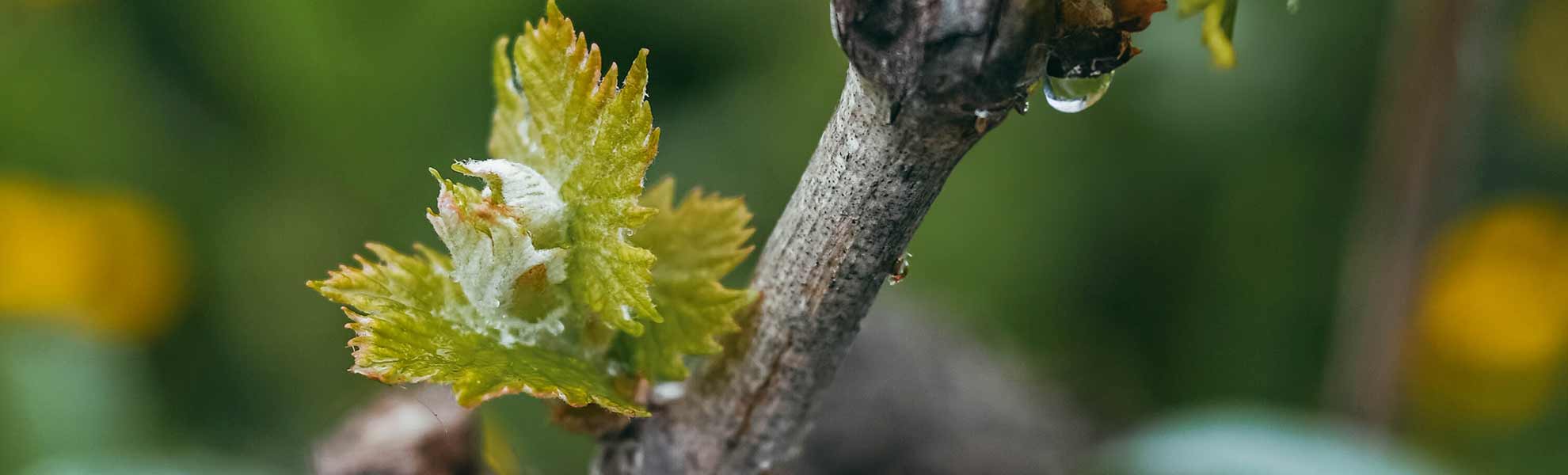 Particolare dei vitigni di Agricola Il Ponte - Capalbio