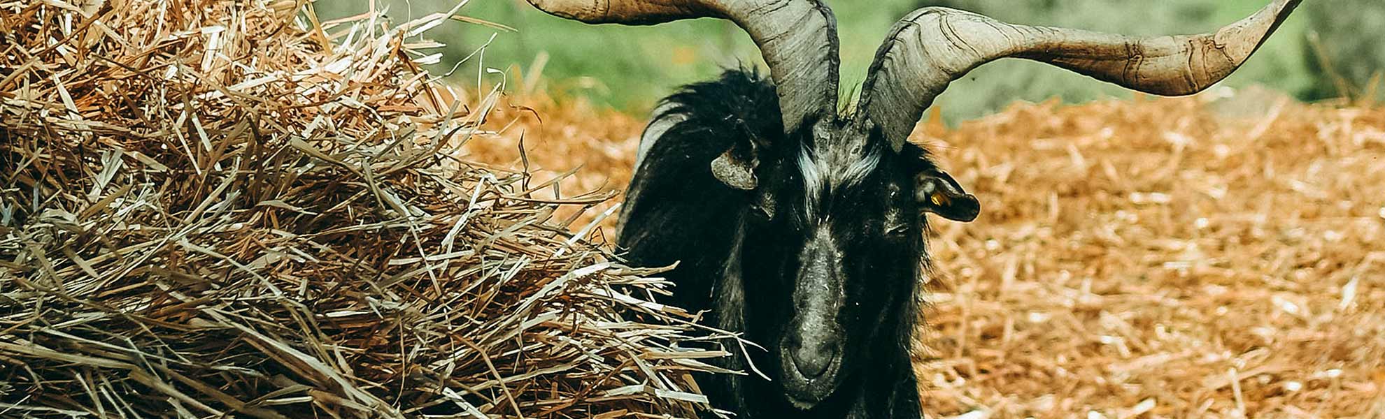 Un caprone a passeggio dentro la tenuta di Agricola Il Ponte - Capalbio