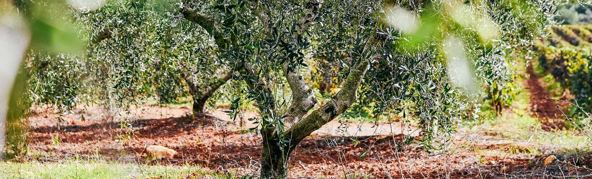 Un dettaglio di uno degli ulivi della tenuta Agricola Il Ponte - Capalbio