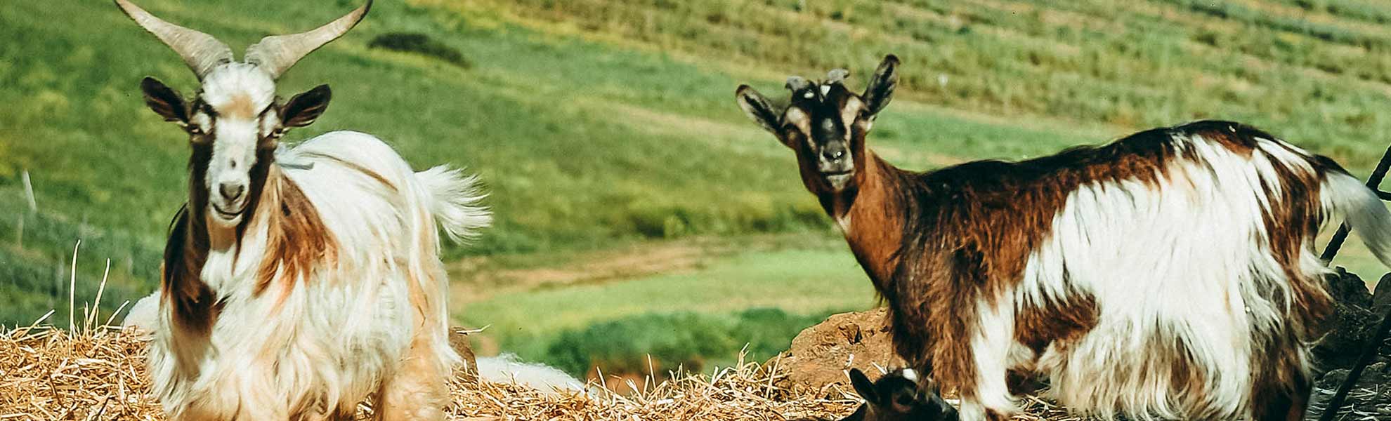 Una coppia di capre interessate all'obiettivo della macchina fotografica, Agricola Il Ponte - Capalbio