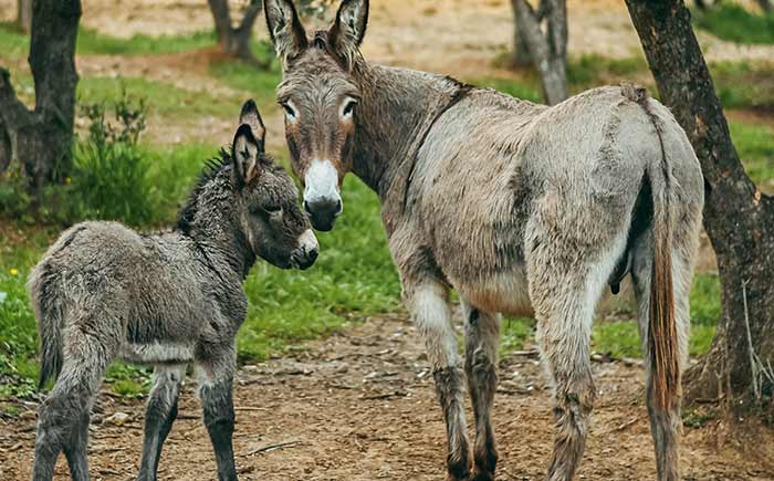 Mamma asina ed il suo asinello pascolano felici nella tenuta de Il Ponte.